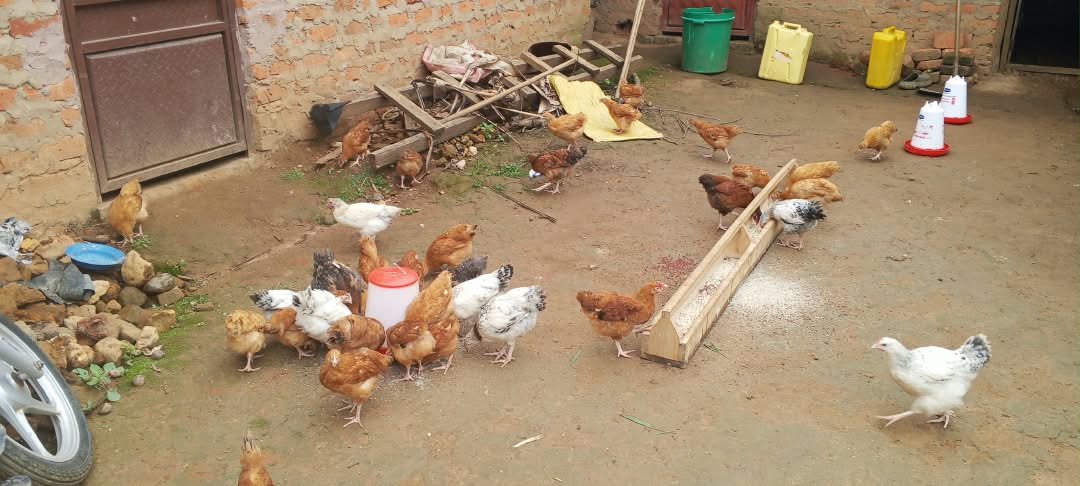 Youth poultry farming